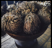 Rose Of Jericho